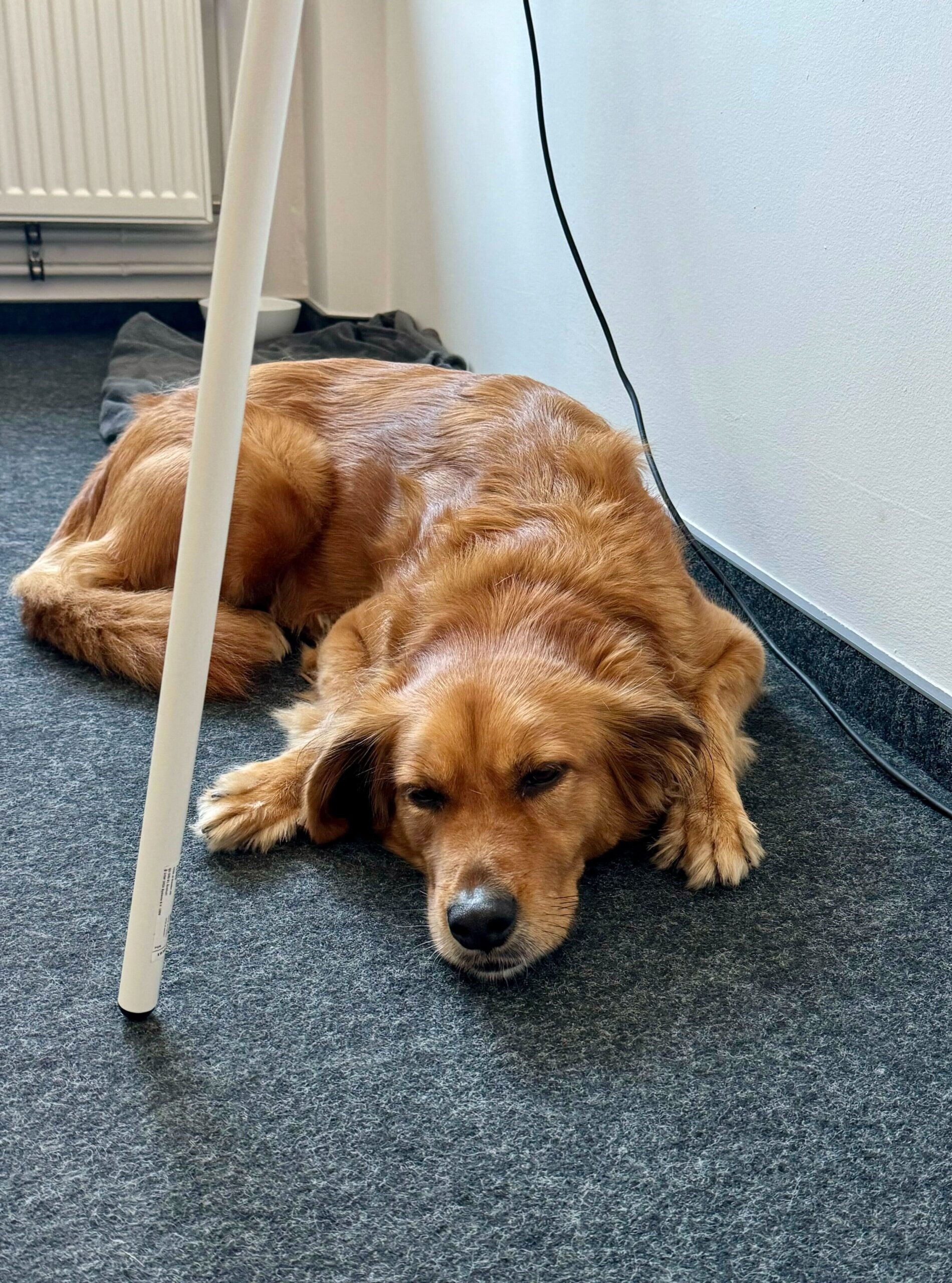 An office dog lies relaxed on the office carpet